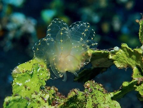 Elegant Butterfly Sapsucking Slug on it's food source. Bali,Butterfly Slug,Cyerce elegans,Elegant Sapsucking Slug,Indonesia,Tulamben