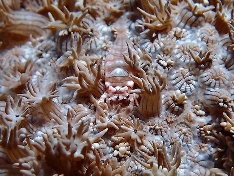 Bed of Flowers  Bali,Disc Anemone Shrimp,Indonesia,Pliopontonia harazakii,Shrimp,Tulamben