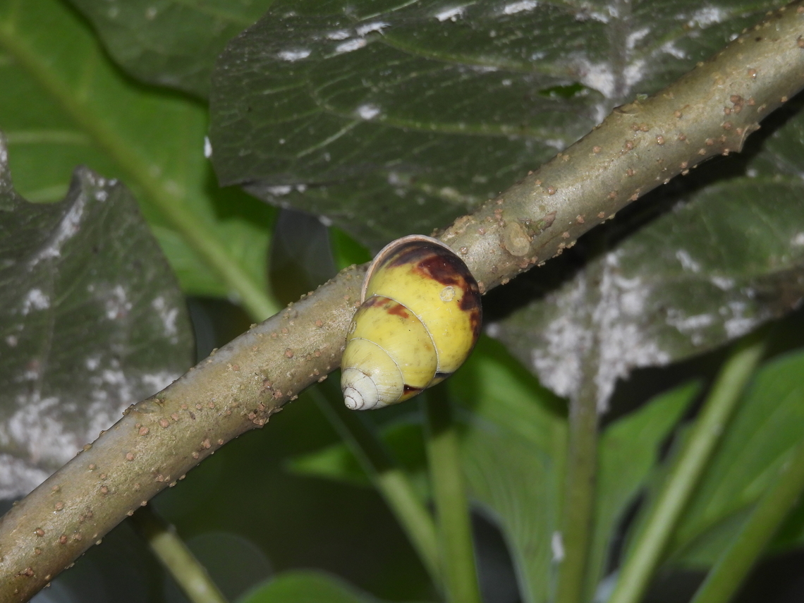 Snail - Amphidromus perversus  Amphidromus perversus,Bali,Indonesia,Snail