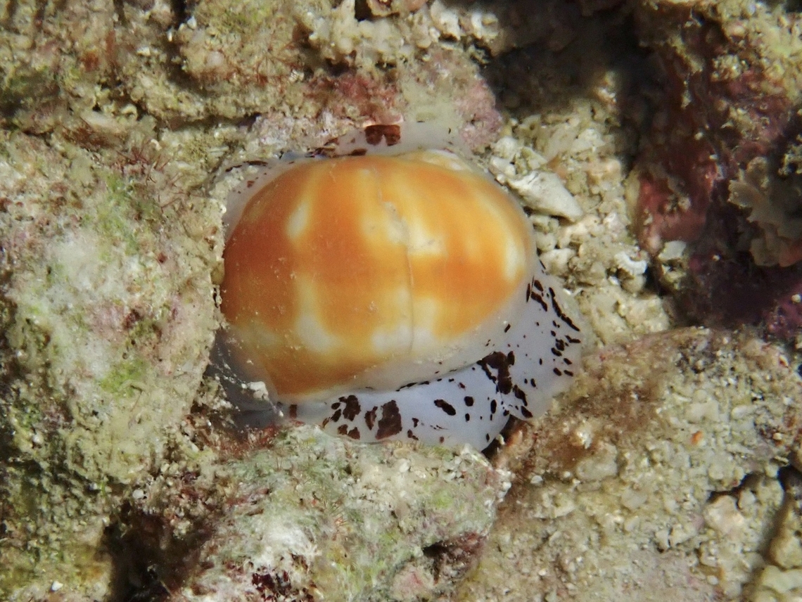 Starry Moon Snail - Natica stellata  Cebu,Malapascua,Moon Snail,Natica stellata,Philippines,Snail,Starry Moon Snail,Starry moon snail