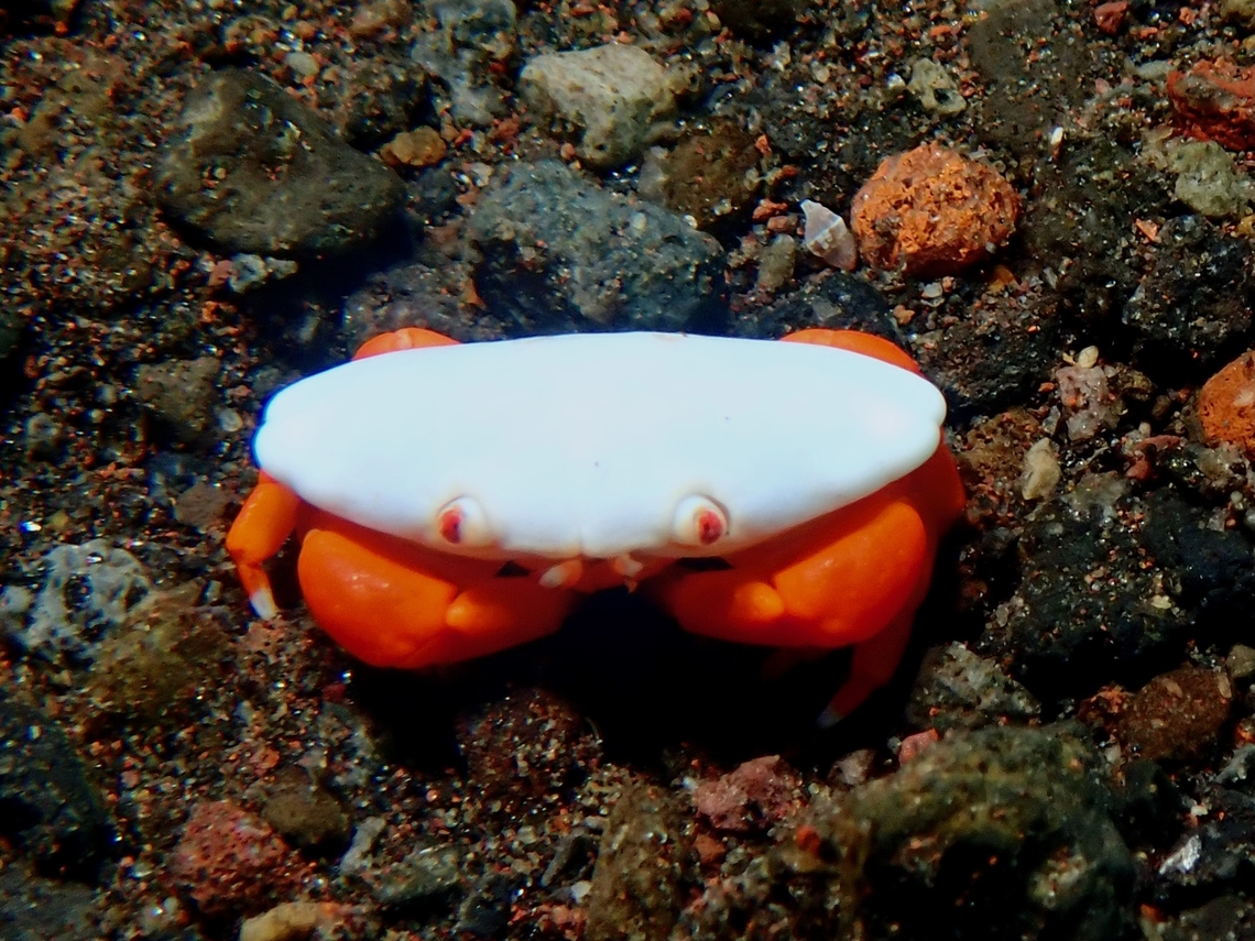 Hand-Strapped Crab - Liomera cinctimanus  Bali,Crab,Hand-Strapped Crab,Indonesia,Liomera cinctimanus,Tulamben