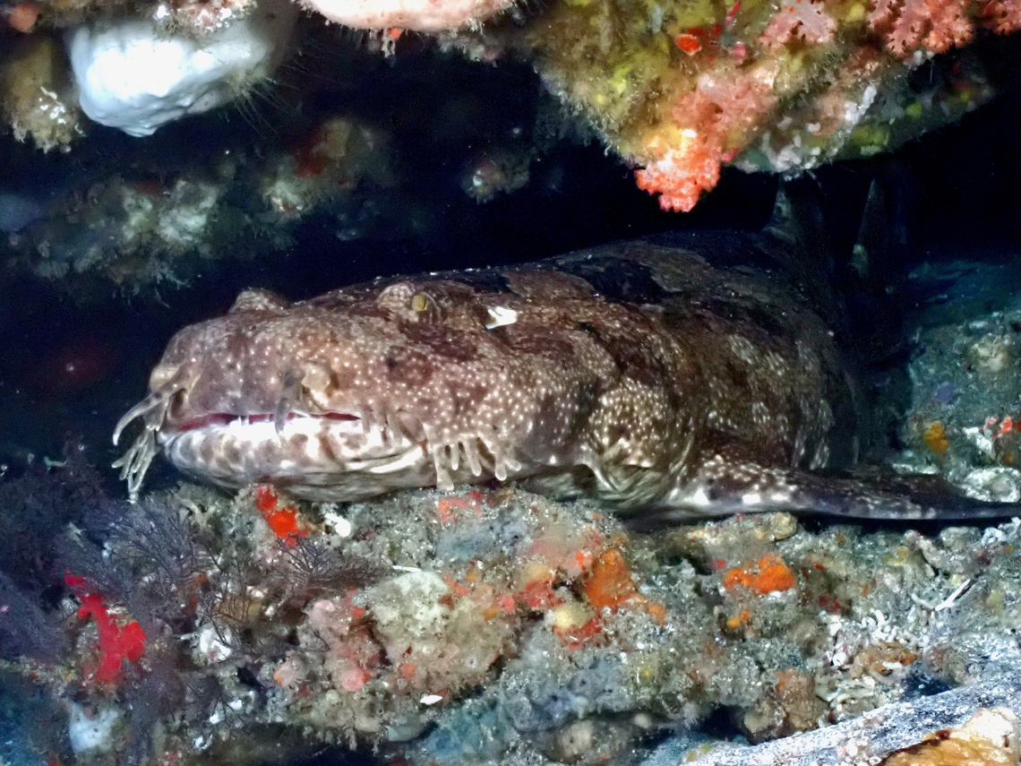 Indonesian Wobbegong  Bali,Fish,Indonesia,Indonesian Wobbegong,Orectolobus leptolineatus,Shark,Wobbegong,Wobbegong Shark