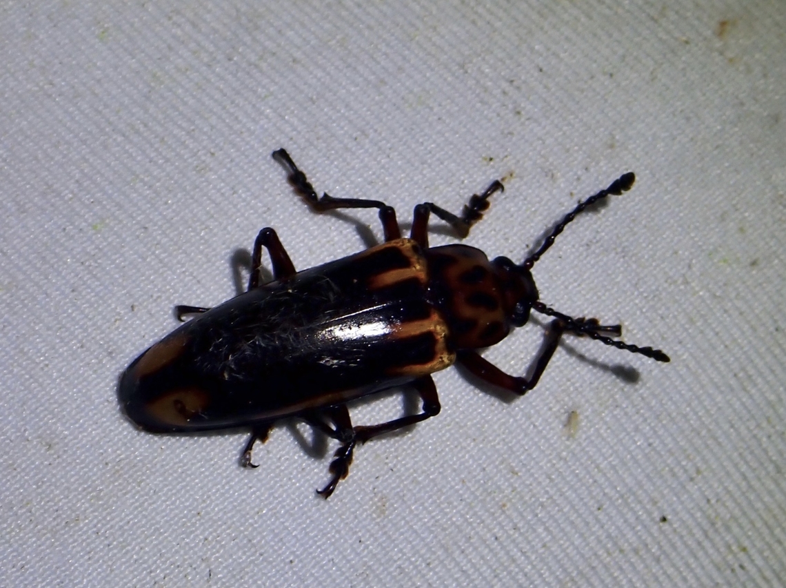 Pleasing Fungus Beetle - Encaustes marginalis  Beetle,Encaustes marginalis,Fungus Beetle,Malaysia,Pleasing Fungus Beetle,Sabah