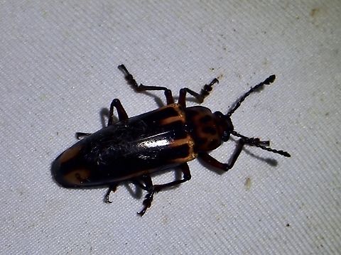 Pleasing Fungus Beetle - Encaustes marginalis  Beetle,Encaustes marginalis,Fungus Beetle,Malaysia,Pleasing Fungus Beetle,Sabah