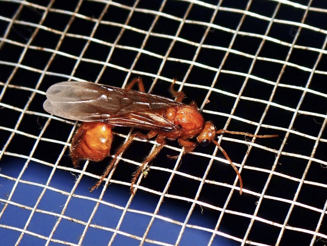 Droptail Ant - Myrmicaria arachnoides Complex Myrmicaria arachnoides Ant,Complex Myrmicaria arachnoides,Droptail Ant,Malaysia,Myrmicaria arachnoides,Sabah