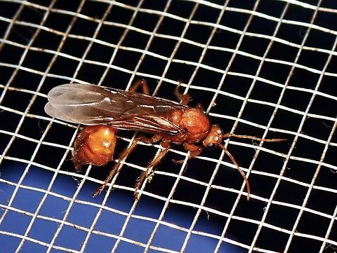 Droptail Ant - Myrmicaria arachnoides Complex Myrmicaria arachnoides Ant,Complex Myrmicaria arachnoides,Droptail Ant,Malaysia,Myrmicaria arachnoides,Sabah