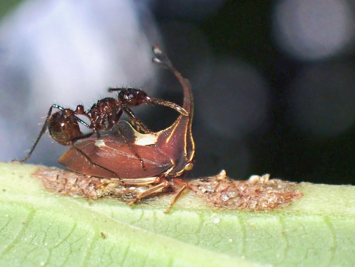 Riding a Hopper Complex Myrmicaria brunnea<br />
Observation on the Ant Ant,Complex Myrmicaria brunnea,Droptail Ant,Malaysia,Myrmicaria brunnea,Pahang