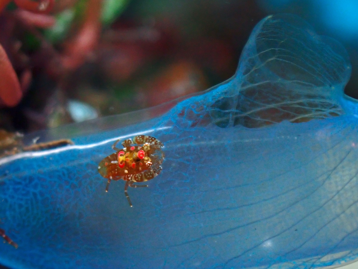 Tunicate Shrimp - Odontonia katoi  Bali,Indonesia,Odontonia katoi,Shrimp,Tulamben,Tunicate Shrimp