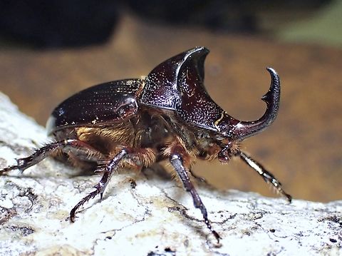 Rhinoceros Beetle - Dichodontus coronatus  Beetle,Dichodontus coronatus,Malaysia,Rhinoceros Beetle,Sabah
