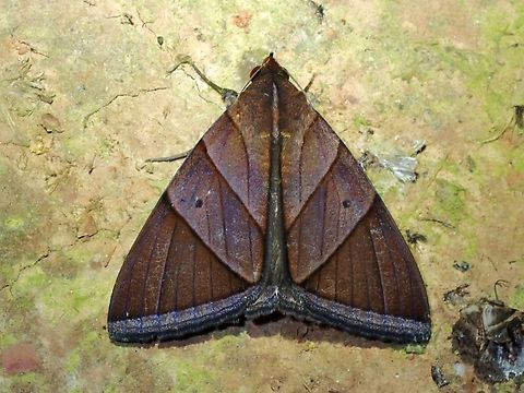 Moth - Artena inversa  Artena inversa,Malaysia,Moth,Sabah