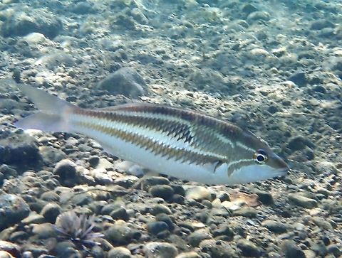 Three-Striped Whiptail - Pentapodus trivittatus  Ambon,Fish,Indonesia,Pentapodus trivittatus,Three-Striped Whiptail,Whiptail
