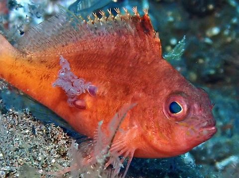 With Parasites & Eggs  Bali,Cyprinocirrhites polyactis,Fish,Hawkfish,Indonesia,Lyretail Hawkfish,Tulamben