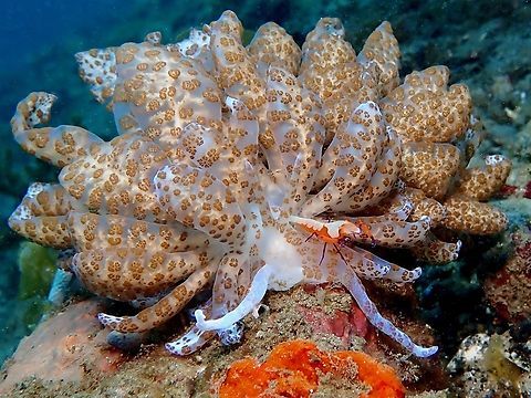 Solar Powered! Ambon,Indonesia,Nudibranch,Phyllodesmium longicirrum,Solar Powered Nudibranch