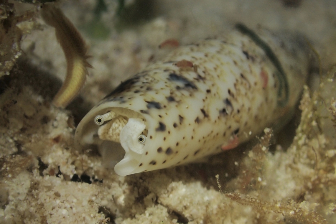 Terebellum Conch - Terebellum terebellum  Conch,Mabul,Malaysia,Sabah,Sea Snail,Terebellum Conch,Terebellum terebellum