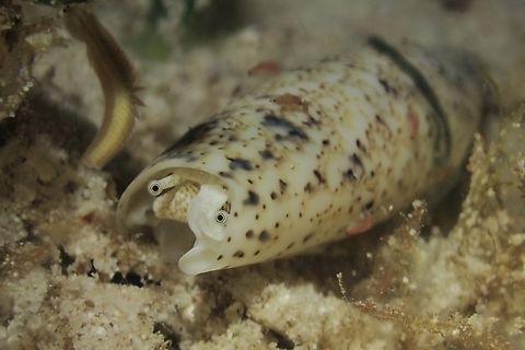 Terebellum Conch - Terebellum terebellum  Conch,Mabul,Malaysia,Sabah,Sea Snail,Terebellum Conch,Terebellum terebellum