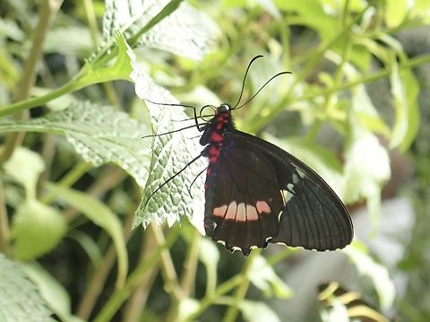 Butterfly - Parides iphidamas iphidamas Sub-species Parides iphidamas iphidamas Butterfly,Mexico,Parides iphidamas,Parides iphidamas iphidamas