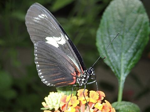 Doris Longwing - Heliconius doris  Butterfly,Doris Longwing,Laparus doris,Mexico