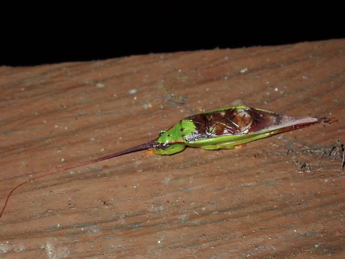 Bush Cricket - Truljalia ornata  Bush Cricket,Cricket,Malaysia,Sabah,Truljalia ornata