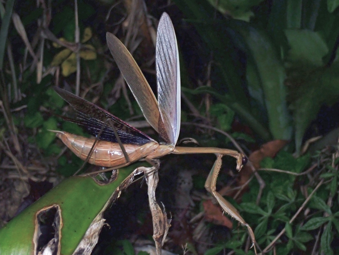 Japanese Giant Mantis - Tenodera aridifolia  Giant Mantis,Malaysia,Mantis,Pahang,Praying Mantis,Tenodera aridifolia