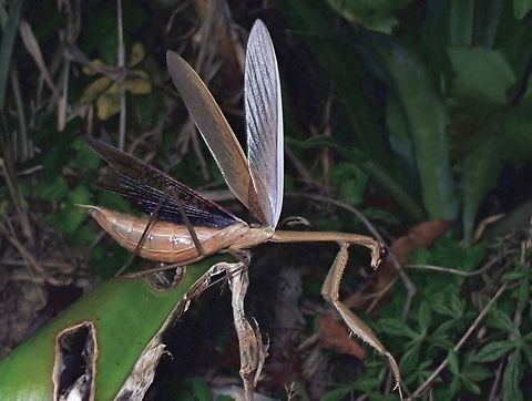 Japanese Giant Mantis - Tenodera aridifolia  Giant Mantis,Malaysia,Mantis,Pahang,Praying Mantis,Tenodera aridifolia