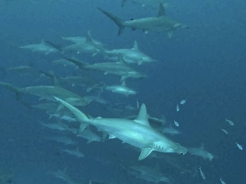 Scalloped Hammerhead Sharks - Sphyrna lewini  Banda Sea,Fish,Hammerhead Shark,Indonesia,Scalloped Hammerhead Shark,Shark,Sphyrna lewini