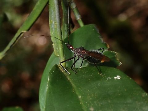 Assassin Bug - Palawanocoris xanthopygus Likely Palawanocoris xanthopygus, described from Palawan Island and genus named after the location. Assassin Bug,Palawan,Palawanocoris xanthopygus,Philippines