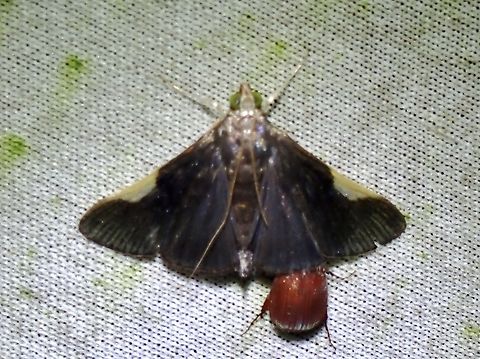 Moth - Peribona venosa  Malaysia,Moth,Peribona venosa,Sabah