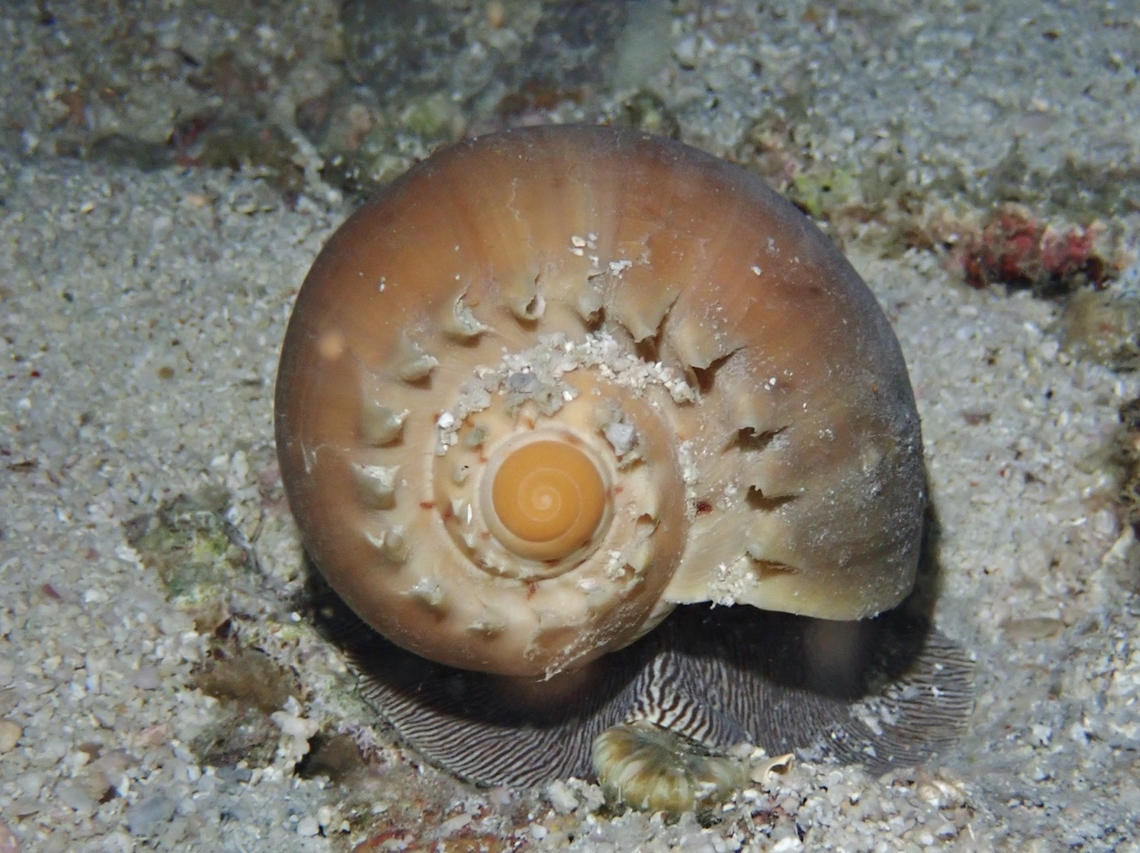 Volutes - Melo broderipii  Cebu,Malapascua,Melo broderipii,Philippines,Sea Snail,Volutes