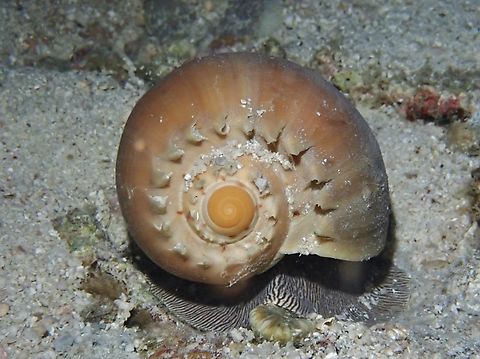 Volutes - Melo broderipii  Cebu,Malapascua,Melo broderipii,Philippines,Sea Snail,Volutes