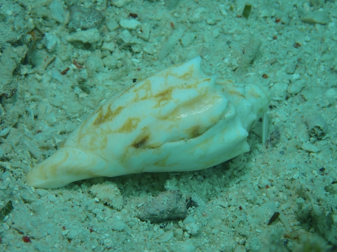 Bat Volute - Cymbiola vespertilio  Bat Volute,Cymbiola vespertilio,Mabul,Malaysia,Sabah,Sea Snail