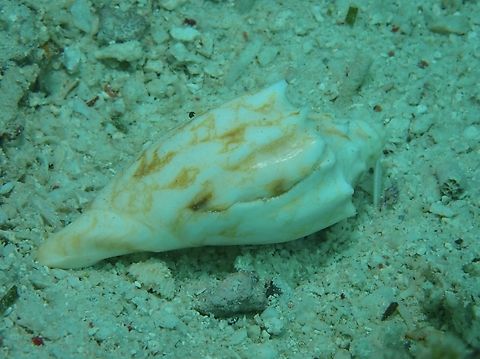 Bat Volute - Cymbiola vespertilio  Bat Volute,Cymbiola vespertilio,Mabul,Malaysia,Sabah,Sea Snail