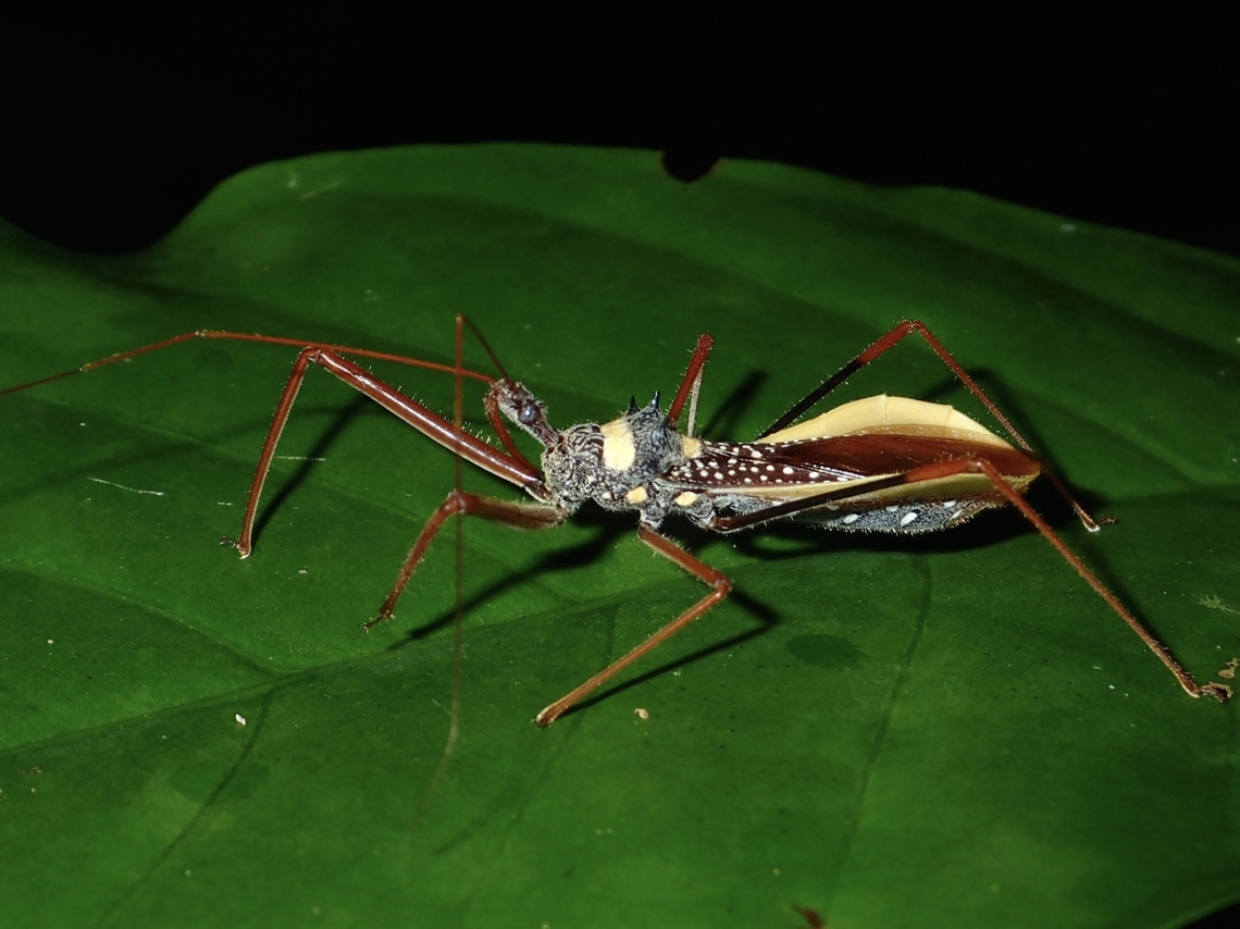 Assassin Bug - Epidaus transversus  Assassin Bug,Epidaus transversus,Maddela,Philippines,Quirino