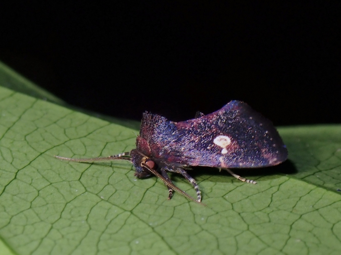 Moth - Elusa puncticeps  Elusa puncticeps,Malaysia,Moth,Penang