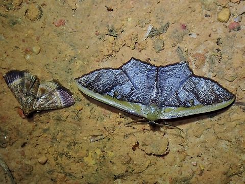 Moth - Zythos strigata Moth on the right Malaysia,Moth,Sabah,Zythos strigata
