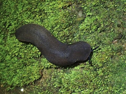 Leatherleaf Slug - Valiguna flava  Leatherleaf Slug,Malaysia,Penang,Slug,Valiguna flava