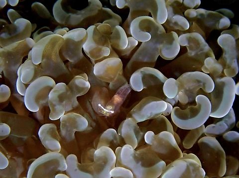 Anchor Coral Shrimp - Palaemonella euphyllius  Anchor Coral Shrimp,Anilao,Batangas,Coral Shrimp,Palaemonella euphyllius,Philippines,Shrimp