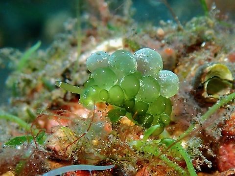 Sea Grapes!  Bali,Indonesia,Sacoproteus smaragdinus,Sea Slug,Tulambem