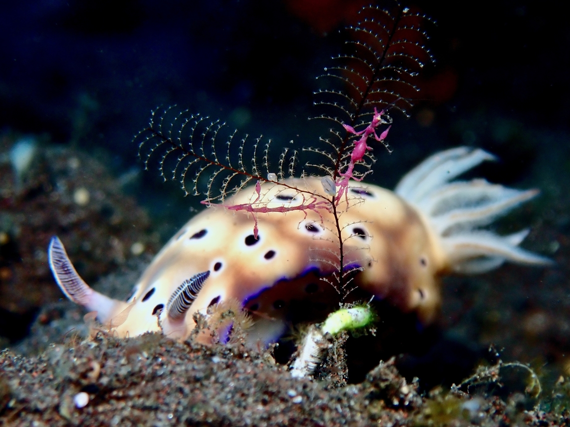 Skeleton Shrimps - Orthoprotella australis Observation on the 2 purple coloured skeleton shrimps Bali,Indonesia,Orthoprotella australis,Skeleton Shrimp,Tulamben