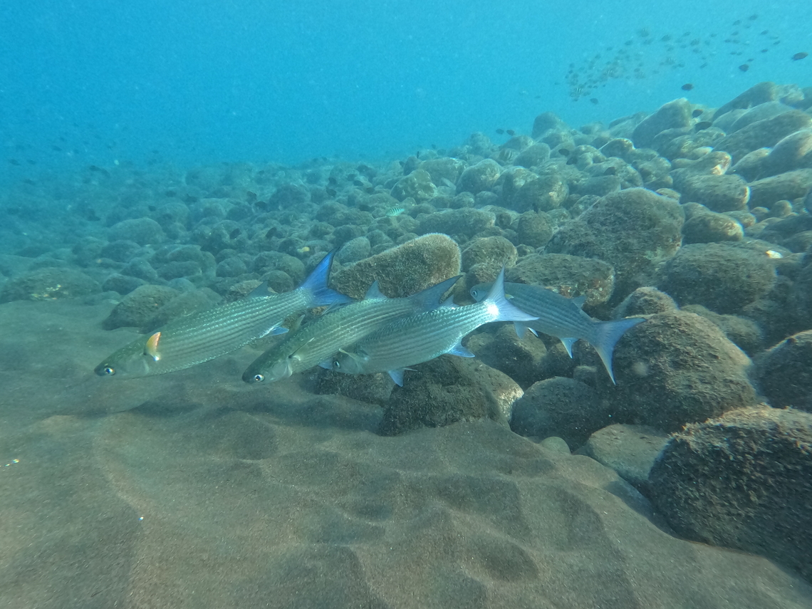 Wartylip Mullet - Crenimugil crenilabis  Crenimugil crenilabis,Fish,Indonesia,Mullet,Tulamnben,Wartylip Mullet