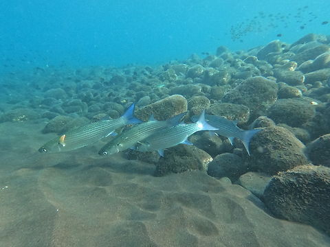 Wartylip Mullet - Crenimugil crenilabis  Crenimugil crenilabis,Fish,Indonesia,Mullet,Tulamnben,Wartylip Mullet