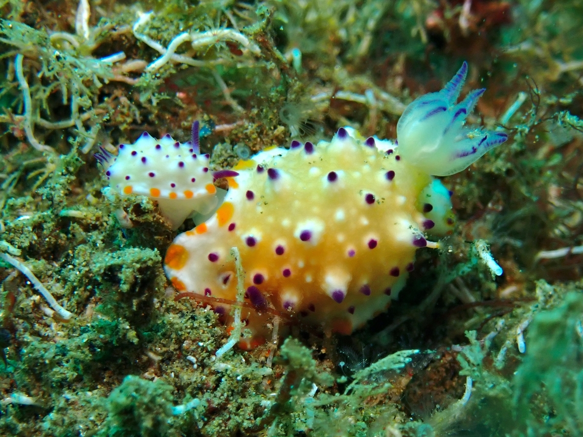 Pedophilia? A tiny Nudibranch mating with a much larger Nudibranch. Ambon,Bumpy Mexichromis,Indonesia,Mexichromis multituberculata,Nudibranch