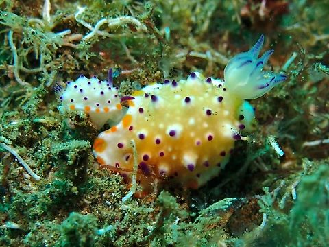 Pedophilia? A tiny Nudibranch mating with a much larger Nudibranch. Ambon,Bumpy Mexichromis,Indonesia,Mexichromis multituberculata,Nudibranch