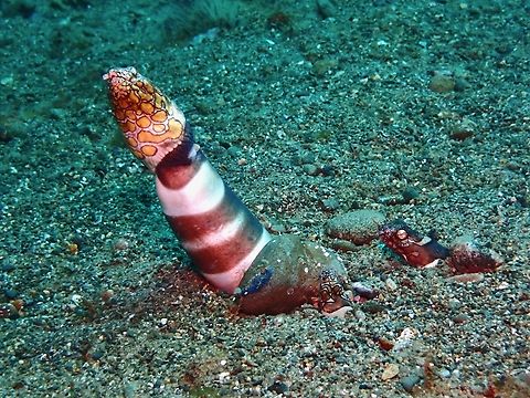 Awesome Threesome!  Ambon,Indonesia,Napoleon Snake Eel,Ophichthus bonaparti,Snake Eel