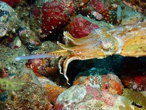 Hunting Previously Sepia papuense, updated to Ascarosepion papuense Ambon,Ascarosepion papuense,Cuttlefish,Indonesia,Papuan Cuttlefish