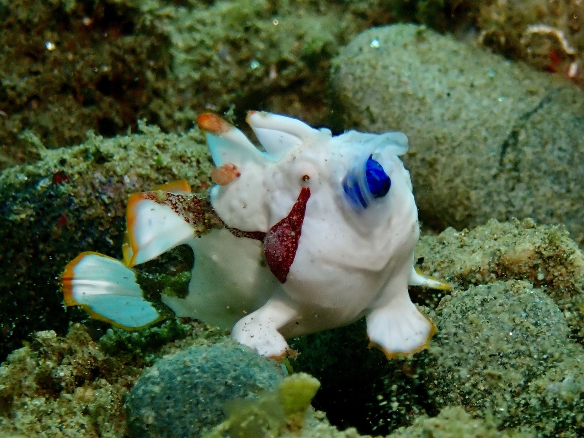 Blue Lips?  Ambon,Antennarius maculatus,Clown Frogfish,Fish,Frogfish,Indonesia,Warty Frogfish