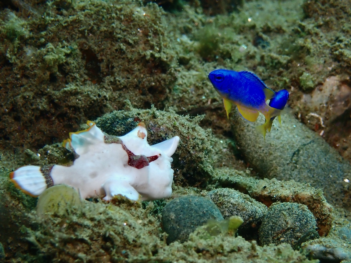 Lunch is ready!  Ambon,Damselfish,Fish,Indonesia,Neon Damselfish,Pomacentrus coelestis