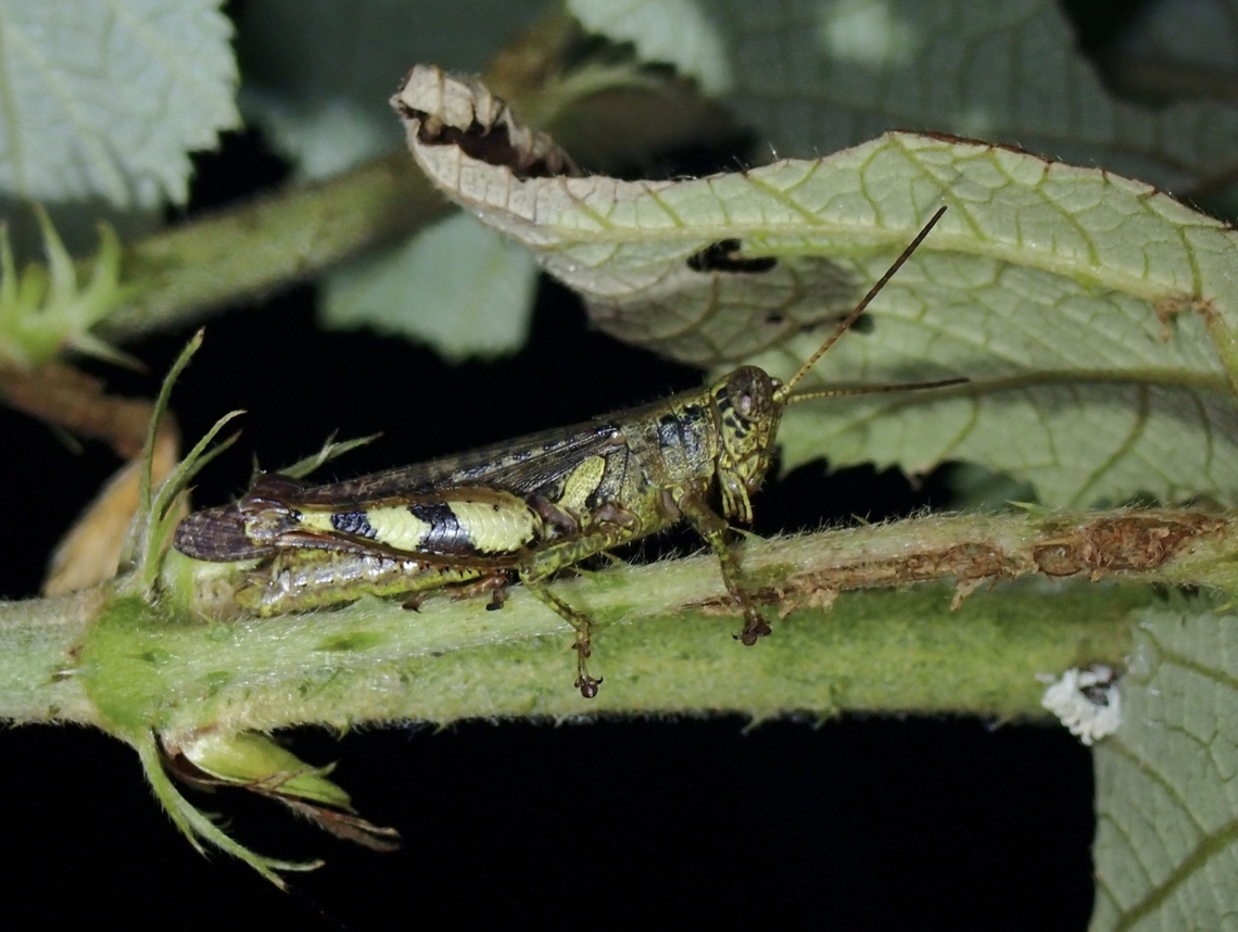 Rufous-Legged Grasshopper - Xenocatantops humile  Grasshoppeer,Palawan,Philippines,Rufous-Legged Grasshopper,Xenocatantops humile,Xenocatantops humilis