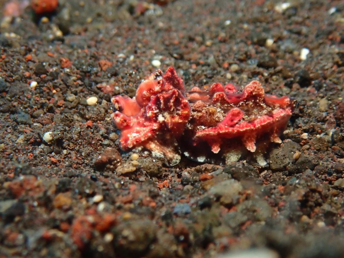Flamboyant Cuttlefish - Ascarosepion pfefferi Updated genus from Metasepia pfefferi to Ascarosepion pfefferi. Ascarosepion pfefferi,Bali,Cuttlefish,Flamboyant Cuttlefish,Indonesia,Metasepia pfefferi,Tulamben