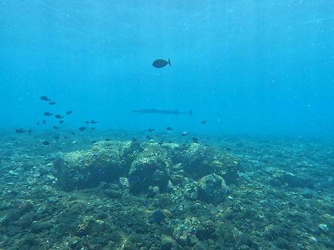 Crocodile Needlefish - Tylosurus crocodilus  Bali,Crocodile Needlefish,Fish,Indonesia,Tulamben,Tylosurus crocodilus