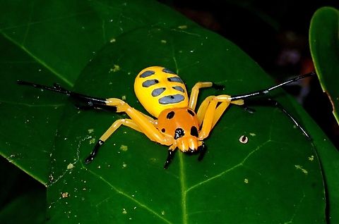 Eights Spots? Not sure how the scientists counted the spots, looks like more than 8! Crab Spider,Eight-Spotted Crab Spider,Eight-spotted Crab Spider,Palawan,Philippines,Platythomisus octomaculatus,Spider